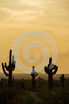 Morning sky over the Sonoran Desert of Arizona with saguaro cacti
