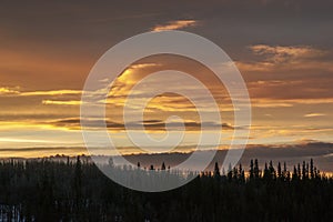 Morning Skyline in the Boreal Forest