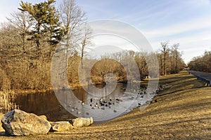 Morning at small pond with ducks in suburban pocket park photo