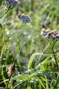 Morning spider webs in the garden