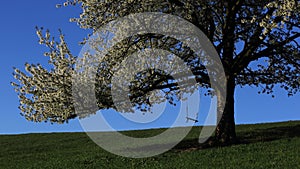 Cherry tree in spring bloom