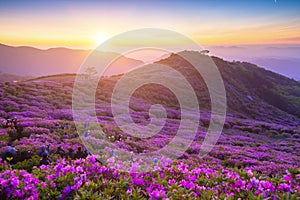 Morning and spring view of pink azalea flowers at Hwangmaesan Mountain with the background of sunlight and foggy mountain range