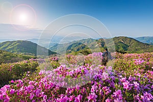 Morning and spring view of pink azalea flowers at Hwangmaesan Mountain with the background of sunlight and foggy mountain range photo