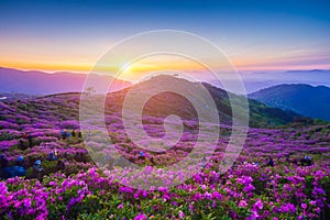 Morning and spring view of pink azalea flowers at Hwangmaesan Mountain with the background of sunlight and foggy mountain range photo