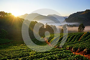 Morning Strawberry farm. Chiangmai province. THAILAND