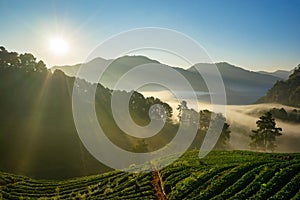 Morning at Strawberry farm at Doi Angkhang.