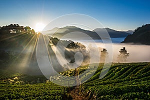 Morning Strawberry farm. Doi angkhang , Chiangmai. photo