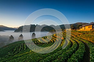 Morning Strawberry farm. Doi angkhang , Chiangmai. photo