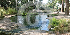 Morning Stream at Laguna Lake