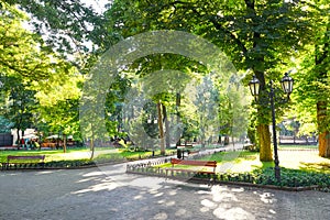 Morning in summer city park, bright sunlit, green trees and shadows