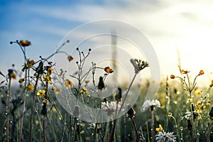 Morning summer or spring. Beautiful wildflowers with dew drops at dawn, light blur, selective focus. Shallow depth of field