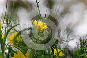 Morning summer or spring. Beautiful wildflowers. Selective focus.