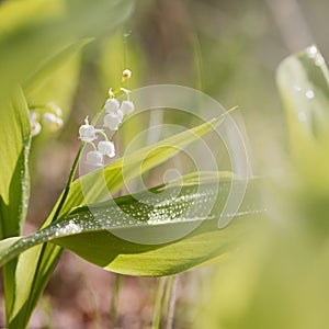 Morning summer or spring. Beautiful wildflowers. Selective focus.