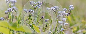 Morning summer or spring. Beautiful wildflowers. Selective focus.