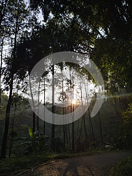 the morning sun appeared from behind leaves in the grove 2