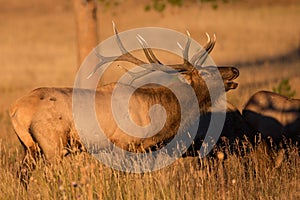 Morning sun on bugling elk