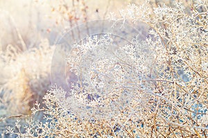 The morning sun casts a gentle glow on the frost-covered grass, creating a serene winter scene.