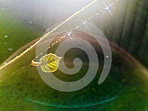 Morning sun dazzled on the underside of the leaves, and the branches still had water droplets.