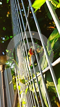 morning sun dragonfly