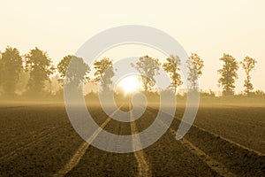 Morning sun at the farmlife