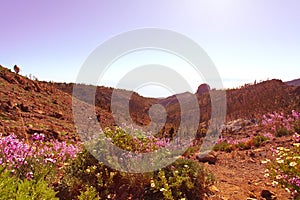 Morning sun and flowers on volcanic field Canary Islands