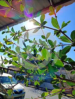 The morning sun glaring through flock of leaf