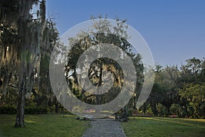 Morning sun highlight the Spanish moss hanging from the oak tree branches in fRavine GardenState Park in Palatka, Florida