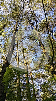 Morning sun light through the Trees in the woods