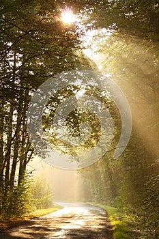 Mattina il sole raggi declino sul foresta strade 