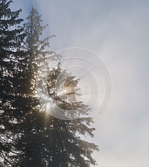 Morning sun rays through fir trees branches. Foggy autumn mountain sunrise scene