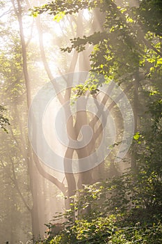 Morning sun rays in forest