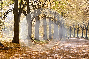 Morning sun rays goes through straight alley trees in the city park. Morning in the park.