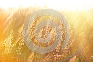 The morning sun rays in the high grass