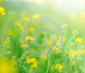 Morning sun rays on little yellow flowers