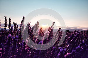 Morning sun rays over blooming lavender field