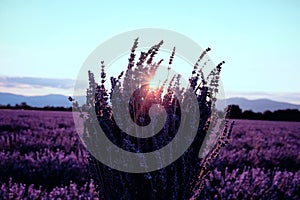 Morning sun rays over blooming lavender field