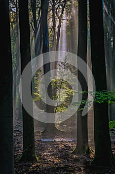 The morning sun rays pass through the trees in the green forest