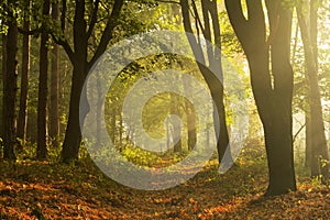 Morning sun rays on the road