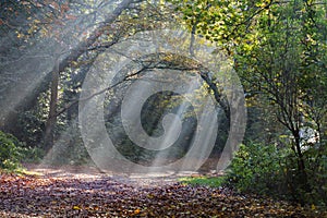 Morning sun rays shining in the autumn forest