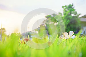 The morning sun shines on the green lawn, The backyard for the background, the meadow grass, The design concept for background. Wh