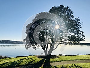 Morning sun shines through the heart of the tree. photo