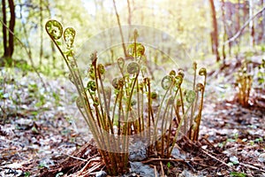 The morning sun shines on the new shoots of the spring fern pteridium aquilinum. Wild forest, green background of nature