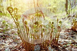 The morning sun shines on the new shoots of the spring fern pteridium aquilinum. Wild forest, green background of nature