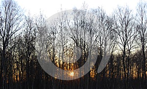 The morning sun shines through a strip of trees.