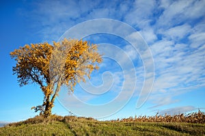 Morning Sun Shining on a Tree in the Fall