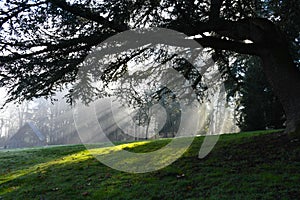 Sun rays shining through trees in Redmond, WA Park