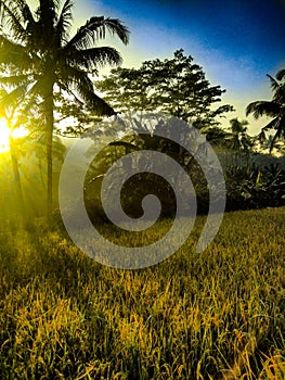 morning with the sun shining through the trees and yellowing rice