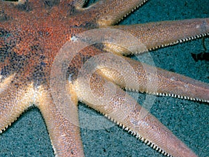 Morning Sun Star Solaster dawsoni