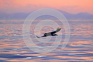 Morning sun, sunrise. Eagle flying above the sea. Beautiful Steller`s sea eagle, Haliaeetus pelagicus, flying bird of prey, with