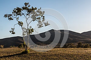 Morning Sun on Tree with Mountain Peak in Chula Vista photo